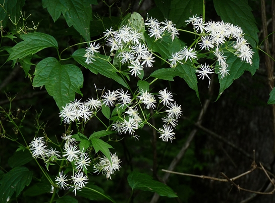 {Clematis virginiana}